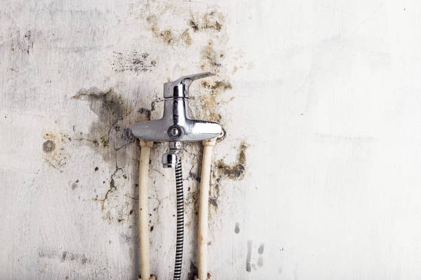 Best White Mold Remediation in Fort Mill, SC