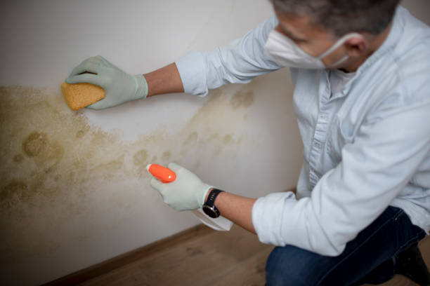 Trusted Fort Mill, SC Mold Remediation Experts